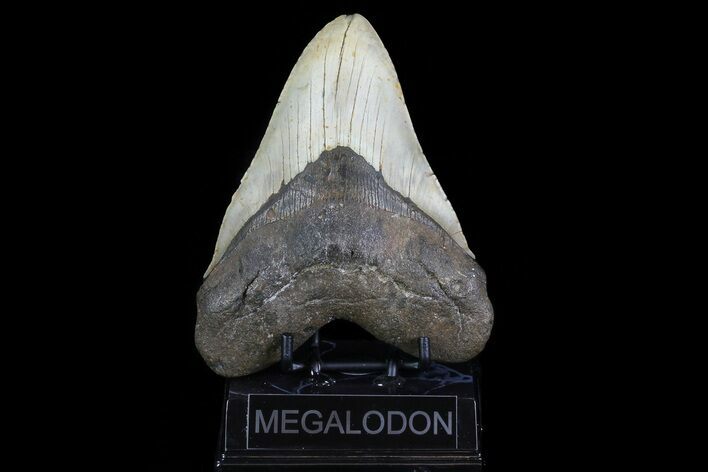 Large, Fossil Megalodon Tooth - North Carolina #75541